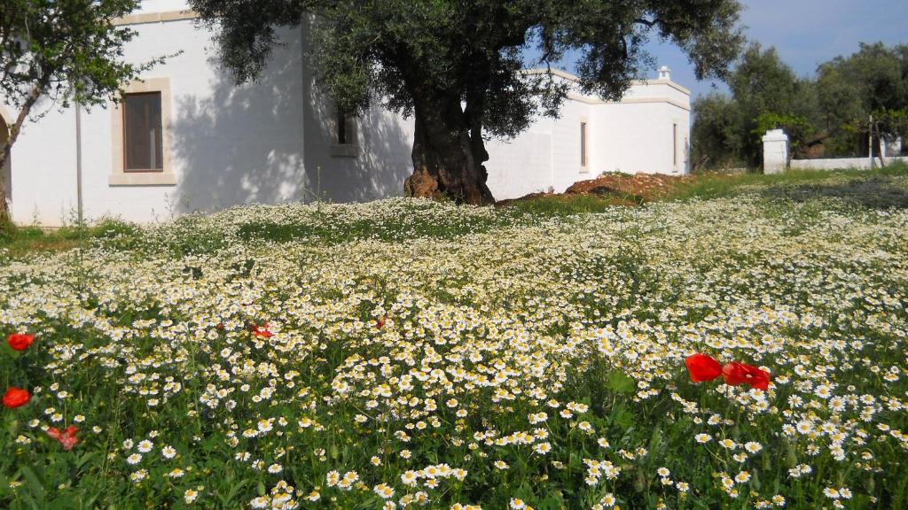 Masseria De Michele Montalbano  Exterior photo
